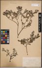 Foto von Salix aurita L. x Salix repens L.